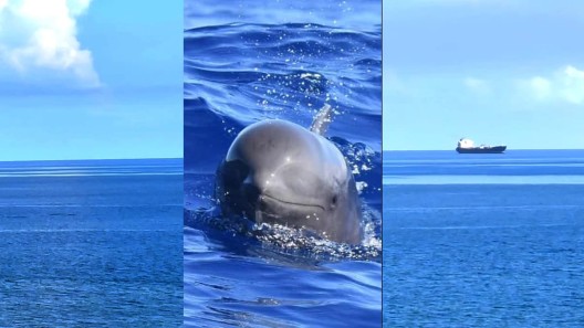 Delfines sorprenden a quienes paseaban por el Malecón de La Habana