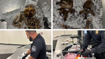 Viajero entra con cráneo humano y objetos rituales por aeropuerto de Tampa