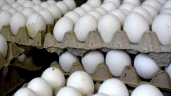 Huevos en Cuba: De la abundancia a la escasez. La isla depende ahora de las importaciones