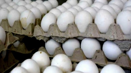 Huevos en Cuba: De la abundancia a la escasez. La isla depende ahora de las importaciones