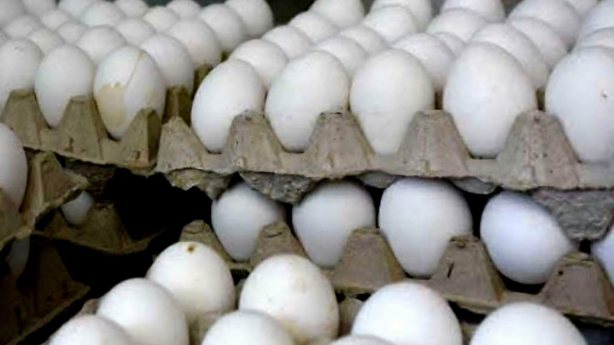 Bayamo muestra cartón de huevo a 4.000 pesos, libra de azúcar a 400 y aceite a 1.500 en nuevos precios del mercado informal