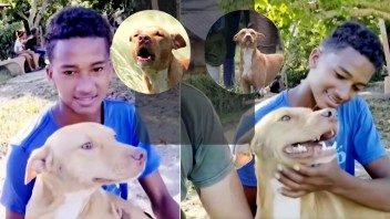 «Vivito y coleando»: el perrito abandonado durante las evacuaciones por el huracán Melissa