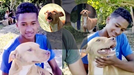 «Vivito y coleando»: el perrito abandonado durante las evacuaciones por el huracán Melissa