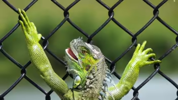 игуаны холодные во Флориде