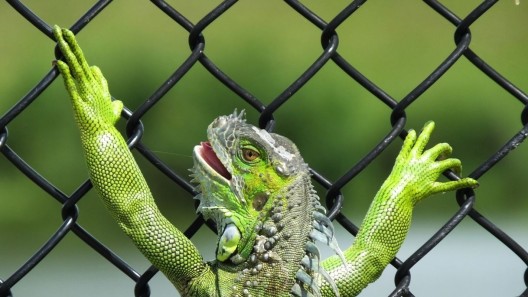 Frío en Florida: se amanece con iguanas congeladas, el fenómeno viral del invierno