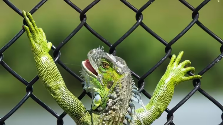 iguanas frio florida
