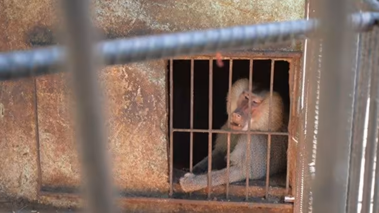 mono escapa zoo