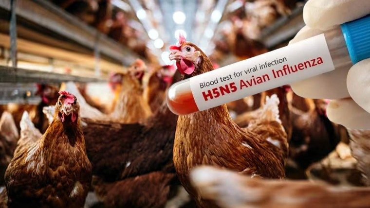 Primera muerte por la cepa H5N5 de gripe aviar en Estados Unidos preocupa a las autoridades