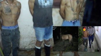 Tres hombres fueron detenidos cuando sacrificaban una burra en Guanabacoa