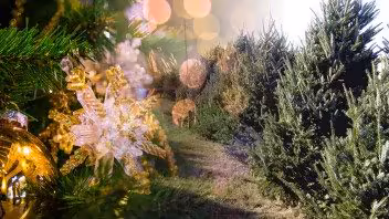 Familias de Miami-Dade recibirán árboles de Navidad y luces LED gratis en un evento especial de FPL