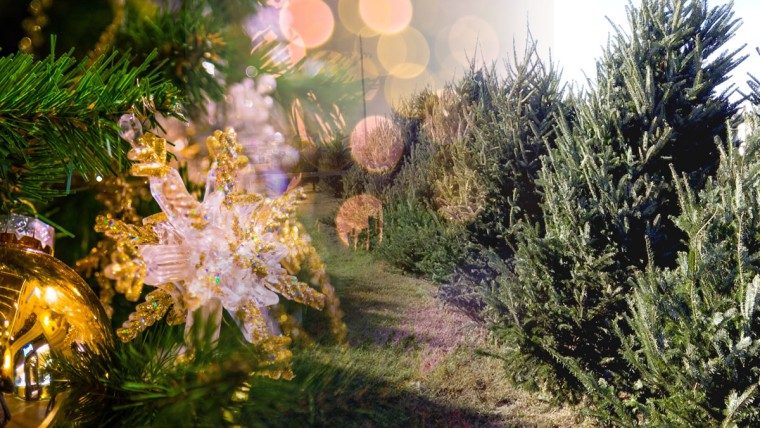 Familias de Miami-Dade recibirán árboles de Navidad y luces LED gratis en un evento especial de FPL