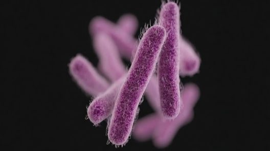 Alertan de nuevo virus en Florida en plena temporada festiva