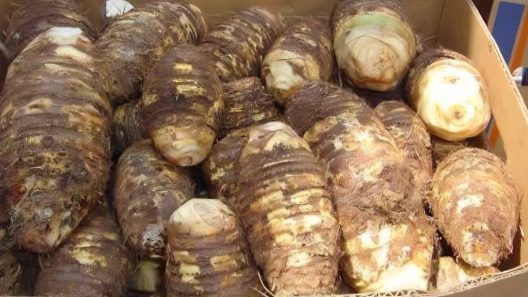 Buenas noticias para la producción de malanga en Cuba