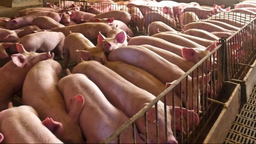 Producción de carne de cerdo en Cuba se desploma 95,2 % y agrava la crisis alimentaria