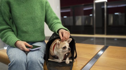 ¿Viajas con mascota desde Cuba? Las reglas que debes cumplir para entrar a EEUU o España