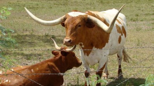 Desmantelan banda de cubanos que sacrificó decenas de reses en Texas