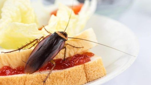 Restaurantes del sur de Florida fallan inspecciones por cucarachas, moscas y excrementos de roedores