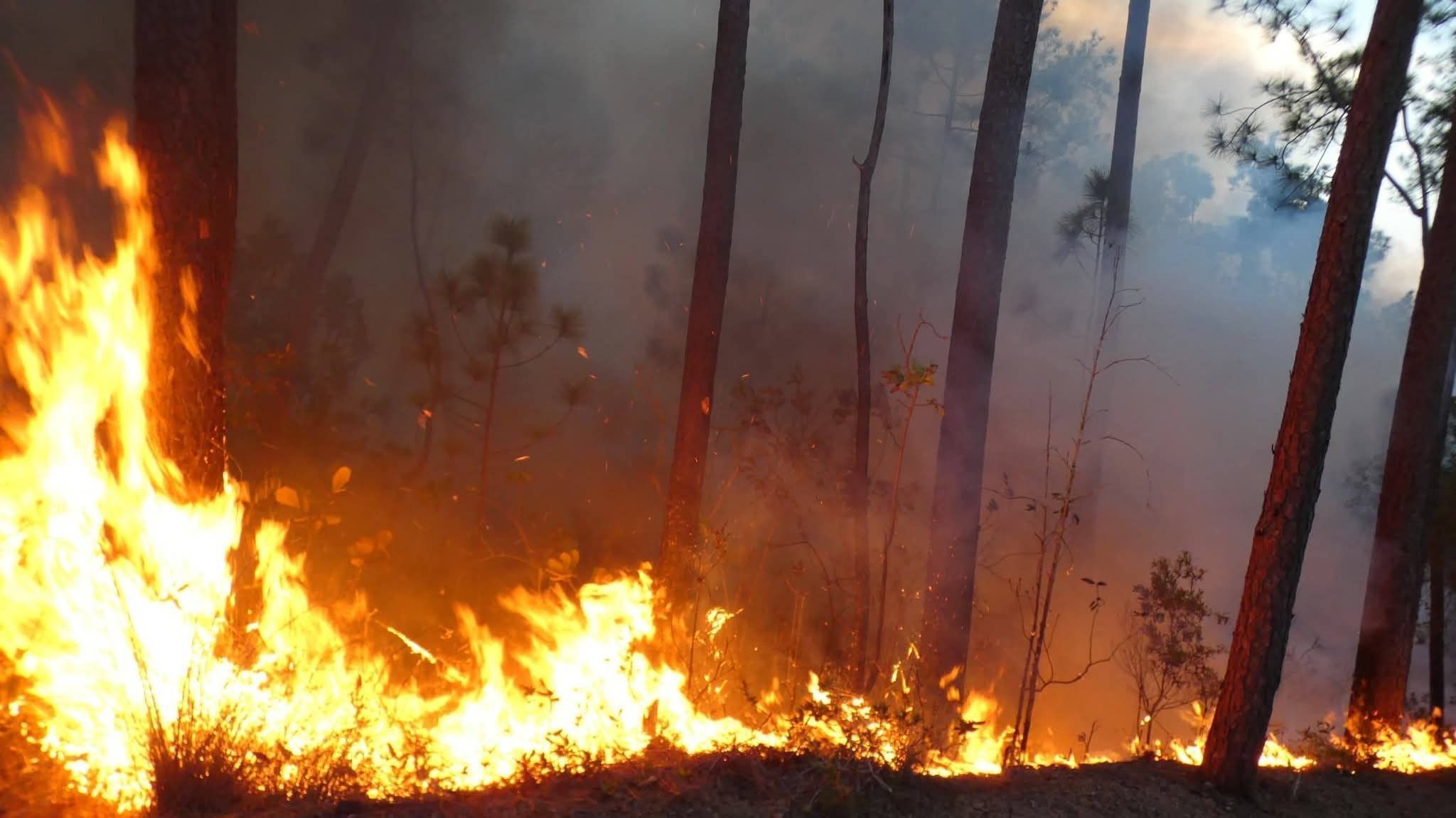 Controlan incendio forestal en Pinar del Río tras afectar 30 hectáreas en La Palma