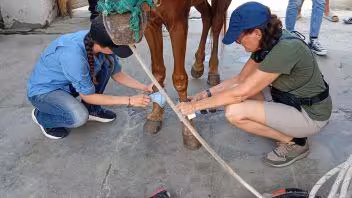 ONG de Estados Unidos mejora cuidados de caballos de trabajo en Cienfuegos