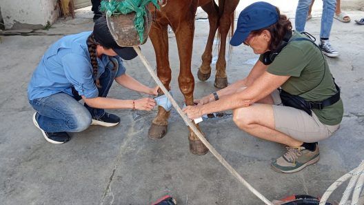 ONG de Estados Unidos mejora cuidados de caballos de trabajo en Cienfuegos