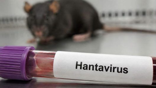 ¿Hay hantavirus en Cuba? El MINSAP responde tras brote internacional