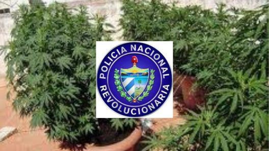 Policía cubana descubre más de 1000 plantas de marihuana dentro de empresa estatal