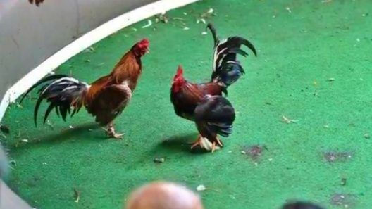Golpe a red de peleas de gallos en Miami-Dade deja 42 arrestados