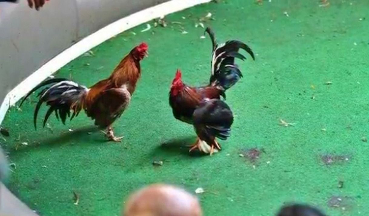 Golpe a red de peleas de gallos en Miami-Dade deja 42 arrestados