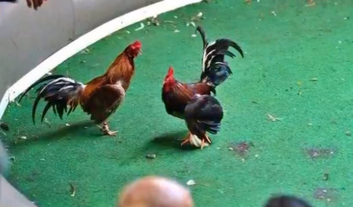 Golpe a red de peleas de gallos en Miami-Dade deja 42 arrestados