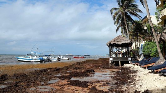 Récord histórico de sargazo en el Caribe en 2026: playas cubanas afectadas y hoteles bajan precios hasta un 40%