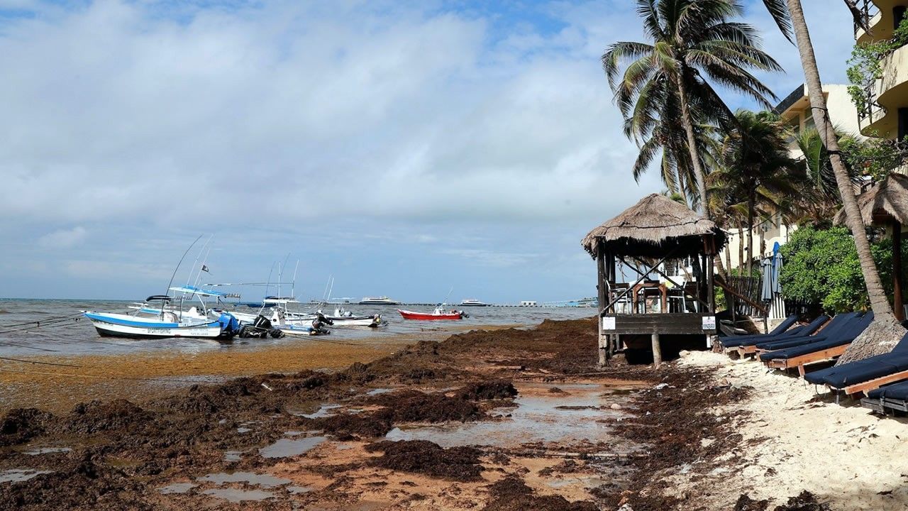 Récord histórico de sargazo en el Caribe en 2026: playas cubanas afectadas y hoteles bajan precios hasta un 40%