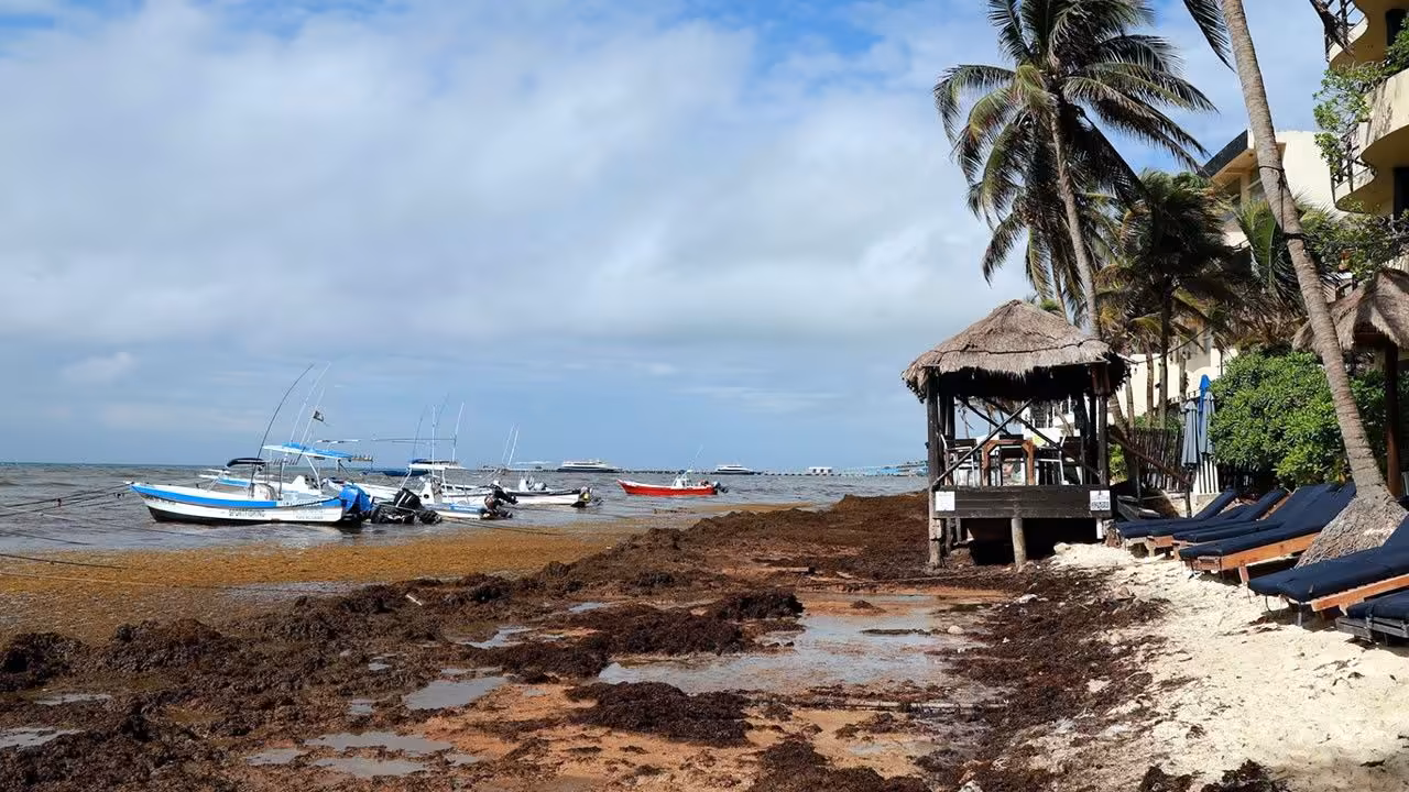Récord histórico de sargazo en el Caribe en 2026: playas cubanas afectadas y hoteles bajan precios hasta un 40%