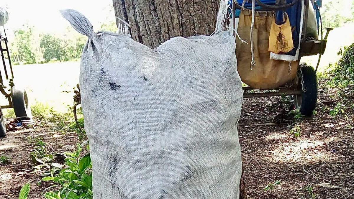 El saco de carbón de marabú llega a 5000 CUP en Santa Clara y Santiago de Cuba en medio de la crisis energética