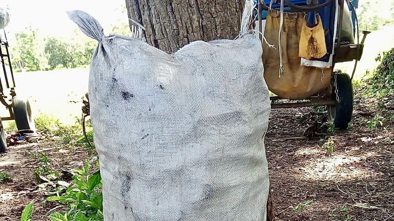 El saco de carbón de marabú llega a 5000 CUP en Santa Clara y Santiago de Cuba en medio de la crisis energética