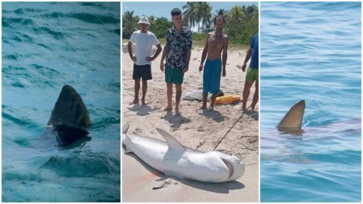 Capturan un tiburón de gran tamaño en Varadero y las imágenes causan impacto