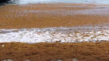 Alerta en Cuba: toneladas de sargazo cubren playas y generan preocupación sanitaria