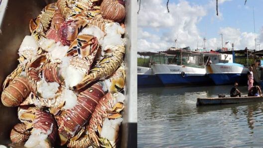 Flota langostera lista en Cuba: un kilo de colas cuesta 5000 CUP en La Habana