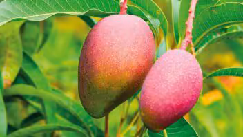 Temporada de mangos en Miami: ¿cuándo podrías meterte en problemas?