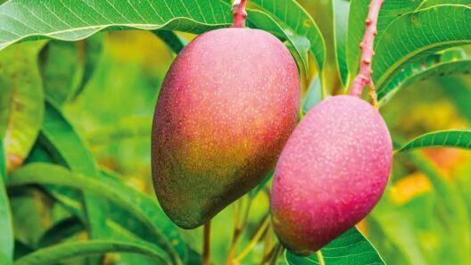 Temporada de mangos en Miami: ¿cuándo podrías meterte en problemas?