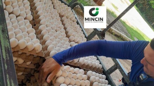 Canasta básica en Cuba: huevos, aceite y leche en polvo en estas provincias
