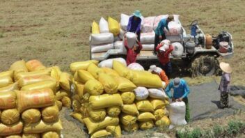 Vietnam entrega el primer lote de arroz producido en Cuba: más de 470 toneladas