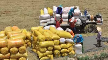 Vietnam entrega el primer lote de arroz producido en Cuba: más de 470 toneladas
