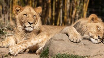 ¿Qué pasó realmente con el león muerto en Las Tunas? Esto dice el Gobierno
