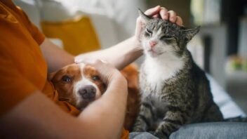 Alerta para dueños de mascotas en el sur de Florida: virus mortal ya suma más de 200 casos