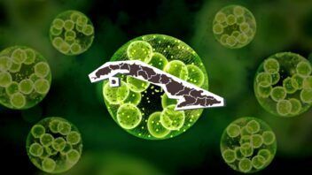 Confirman en Cuba una microalga vinculada a la ciguatera