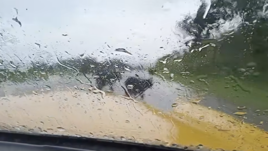 Ganado suelto en carretera La Habana–Matanzas pone en riesgo a conductores