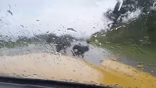 Ganado suelto en carretera La Habana–Matanzas pone en riesgo a conductores
