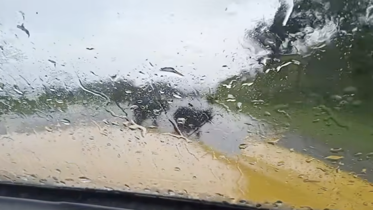 Ganado suelto en carretera La Habana–Matanzas pone en riesgo a conductores