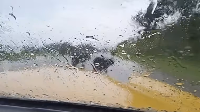 Ganado suelto en carretera La Habana–Matanzas pone en riesgo a conductores