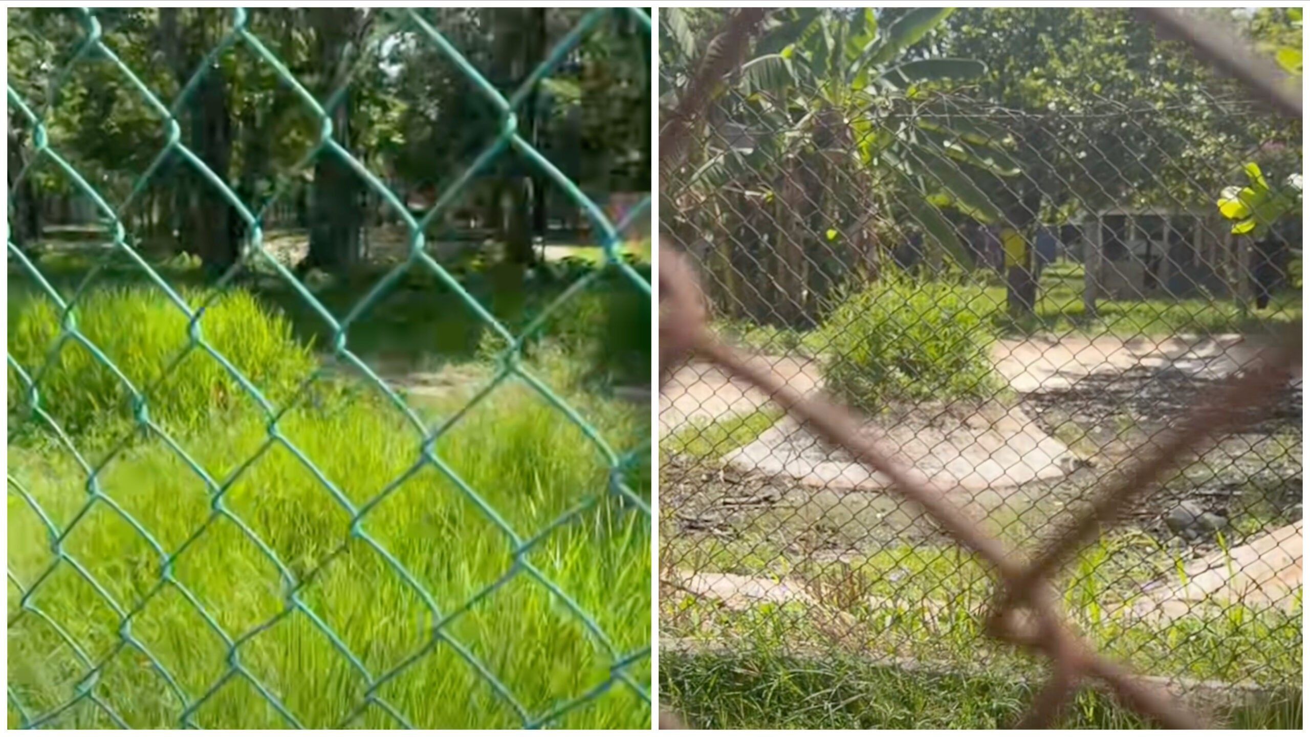 Zoológico de Colón aparece vacío entre maleza, basura y ruinas